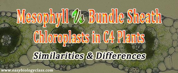 chloroplast variation of C4 plants