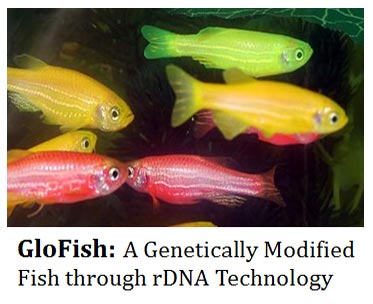fluorescent fish 