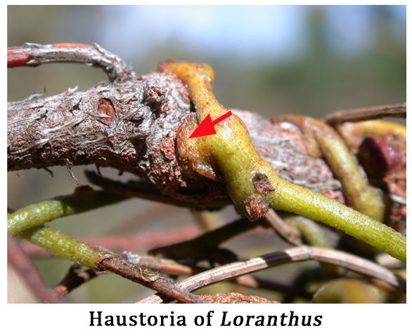 haustoria of plant parasites