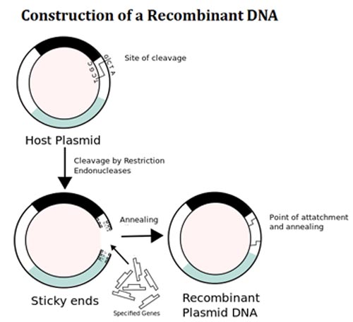 Plasmid Gene Cloning