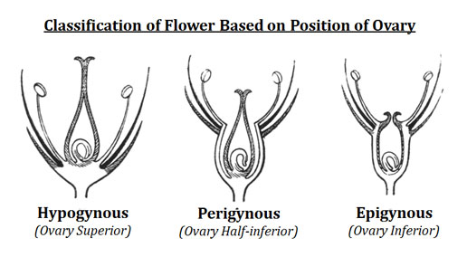 Ovary Position Classification