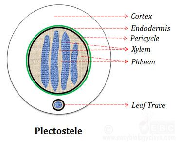 what is protostele