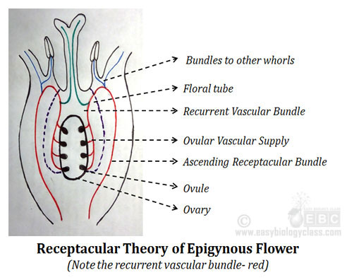 Axial Theory: Epigynous Flower