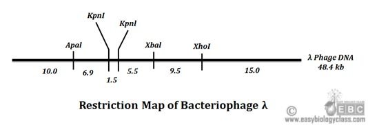Mapping of restriction sites on plasmid dna picture