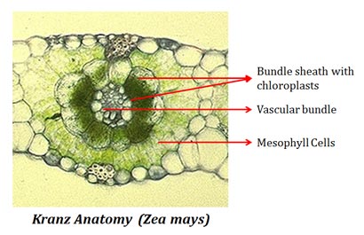 Difference between Mesophyll and Bundle Sheath Cells