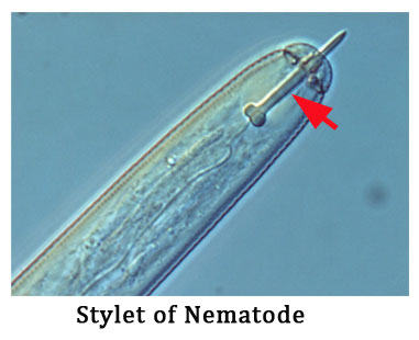 Functions of stylet in nematodes