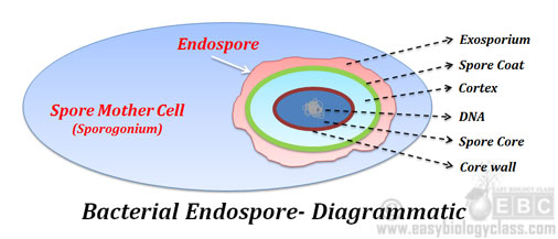 Structure of Endospore