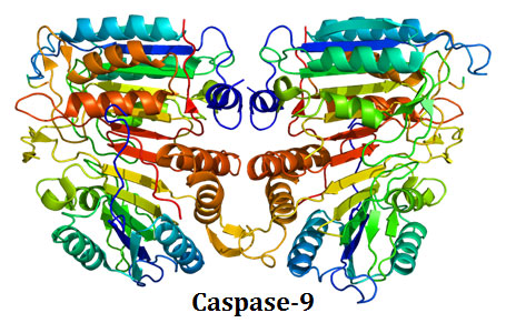 Functions of Caspase 9