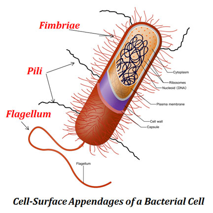 Flagella vs Fimbriae