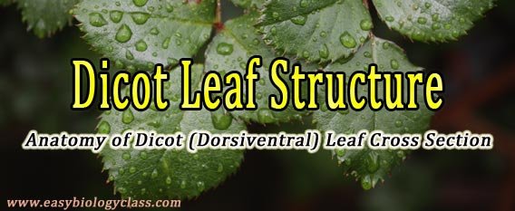 Dicot Leaf Under Microscope Easy Biology Class