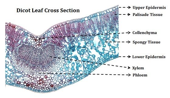 Cross section of dicot leaf