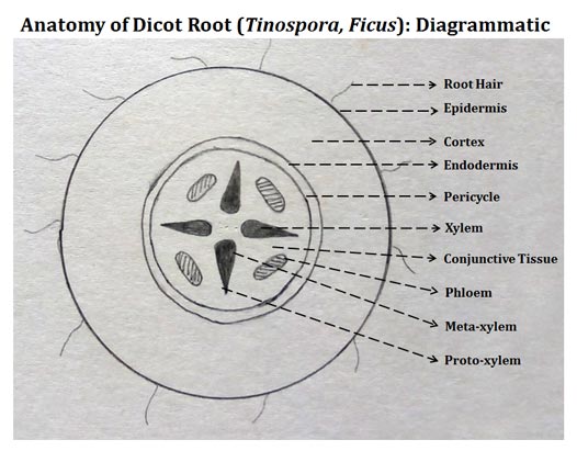 Dicot Root Cross Section Structure (PPT) | EasyBiologyClass
