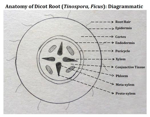 Record Diagram for Dicot Root