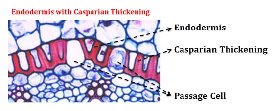 What is Casparian Thickening
