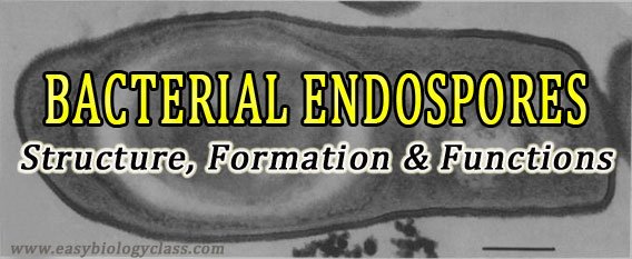 Bacterial Endospore