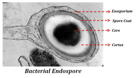How endospore and formed
