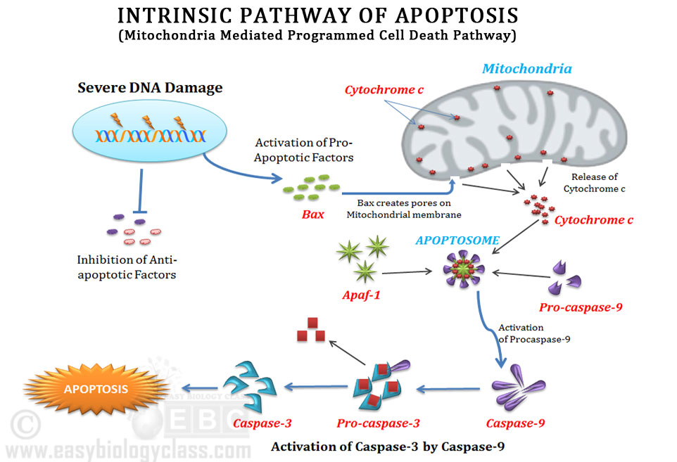 Image result for intrinsic apoptosis