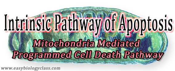 Intrinsic Apoptotic Pathway (Signalling) | EasyBiologyClass