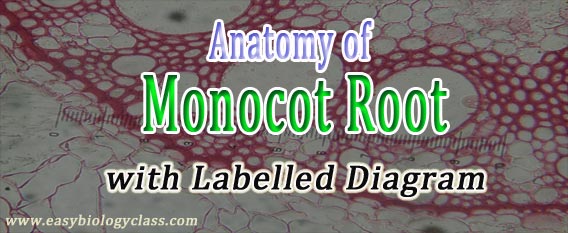 Monocot Root Cross Section