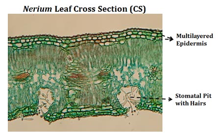 Nerium Leaf Diagram