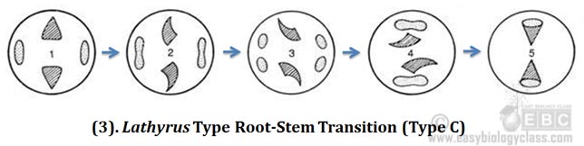 Lathyrus type Root Stem Transition