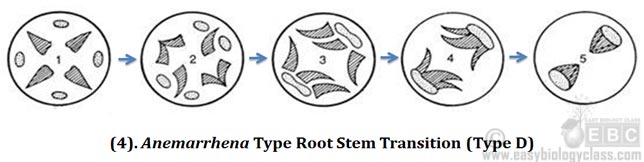 Anemarrhena Type Root Stem Transition 