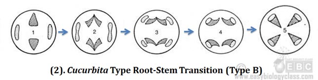 Cucurbita type root stem transitions