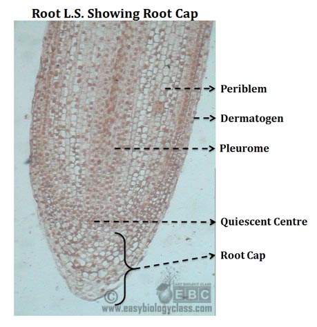 Structure of Root Cap