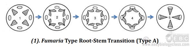 Root Stem Transition