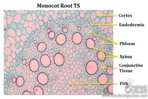 Monocot Root Diagram | EasyBiologyClass