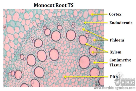 Root Anatomy of Monocot