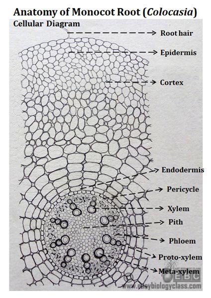 Monocot Root Anatomy