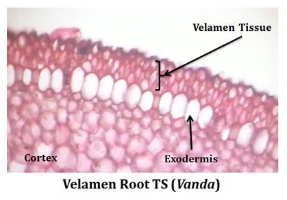 Velamen Tissue