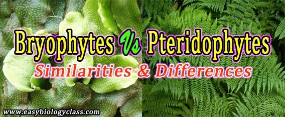 Difference between Pteridophytes and Bryophytes