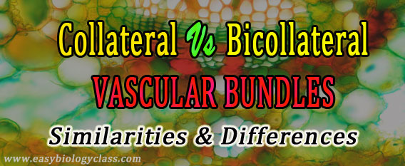 Collateral vs Bicollateral vascular bundle