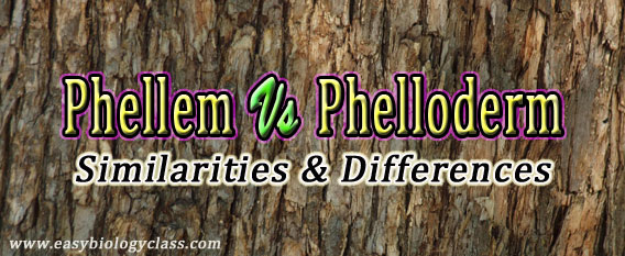 Difference between Phellem and Phelloderm