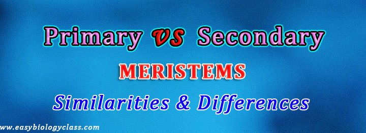 Primary vs Secondary Meristem in Plants