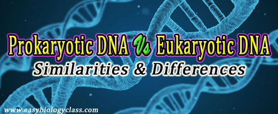 Prokaryotic and Eukaryotic DNA