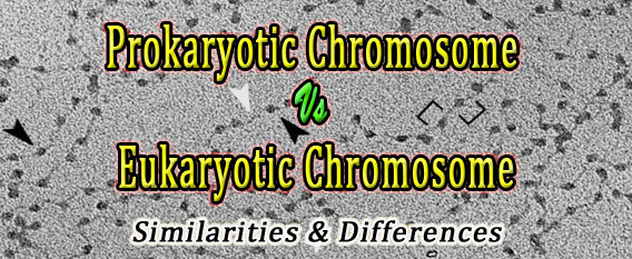 Prokaryotic Chromosome vs Eukaryotic Chromosome