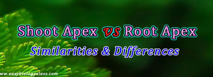 Shoot Apex and Root Apex