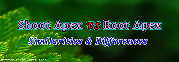 Shoot Apex and Root Apex