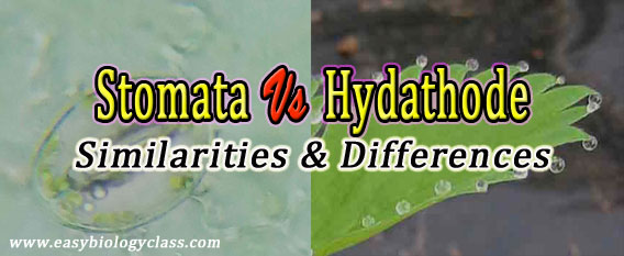 Difference between Stomata and Hydathode
