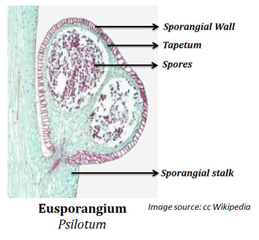 Structure of Eusporangium