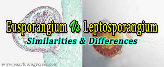 Leptosporangium vs eusporangium Development