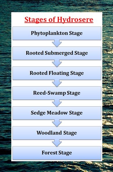 Hydrosere Definition and Seral Stages