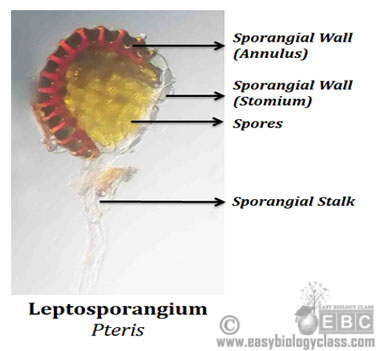 Structure of Leptosporangium