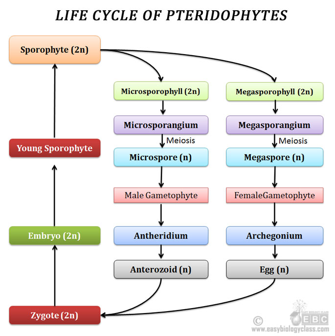 Alternation of Generation in Pteridophytes