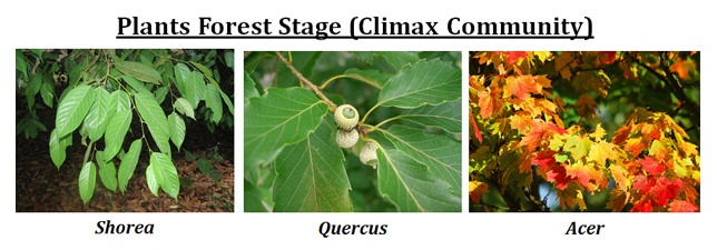 Forest Climax Stage Hydrosere