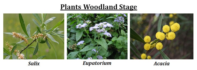 Hydrosere: Woodland stage