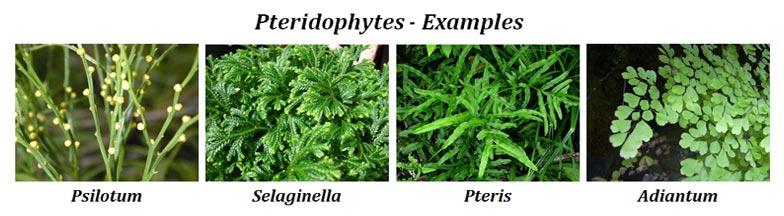 Examples of Pteridophytes